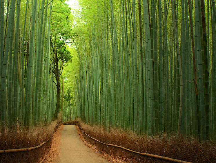 Волшебный бамбуковый лес в Японии