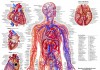 Диагностика кровеносной системы человека