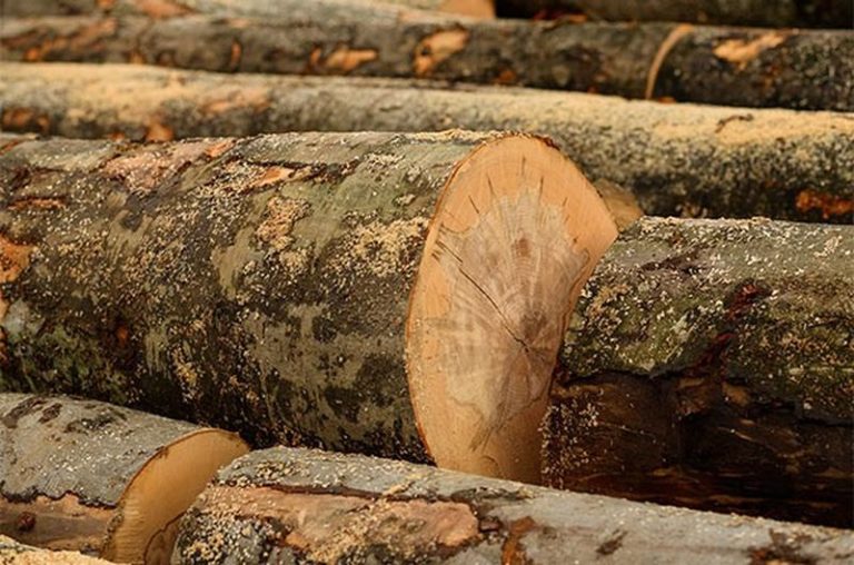Як купити деревину твердих порід на аукціоні на біржі