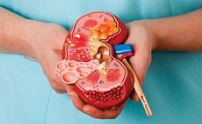 Урологические заболевания: виды и причины развития Урологические заболевания: виды и причины развития