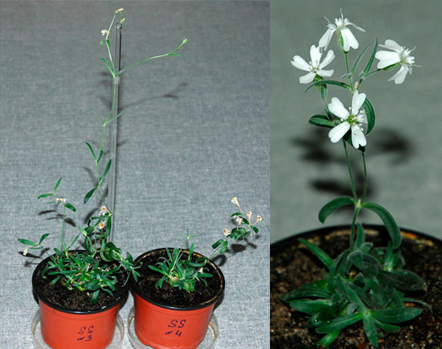 Silene stenophylla самое древний живой организм на земле