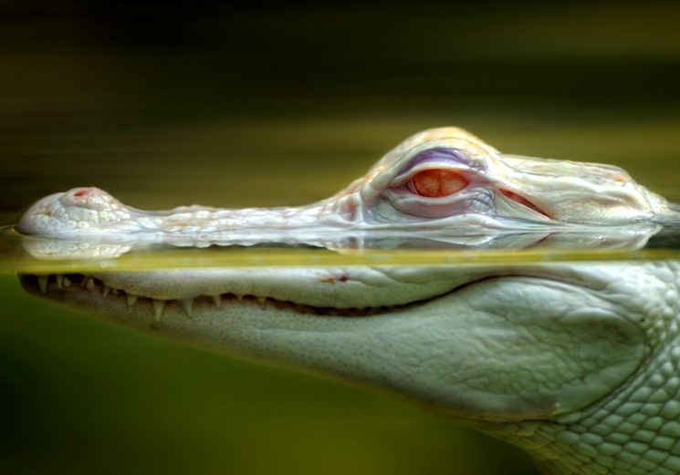 Крокодил альбинос