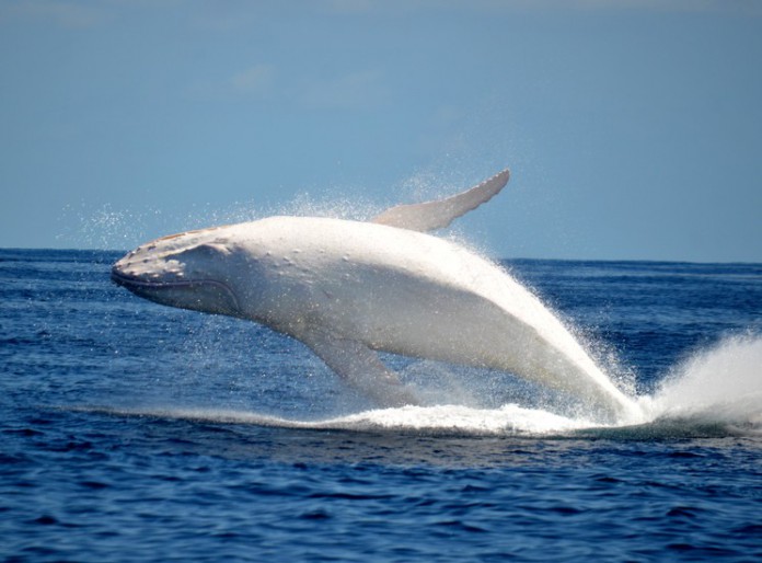 Кит альбинос