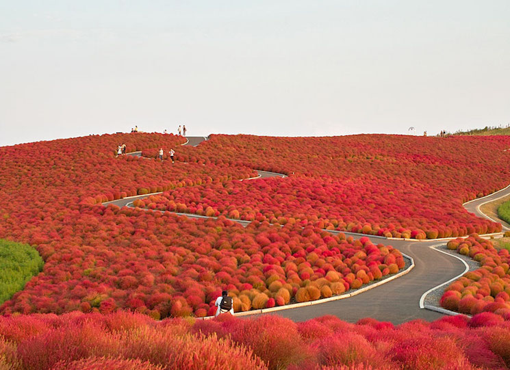 Япония, национальный парк Хитачи