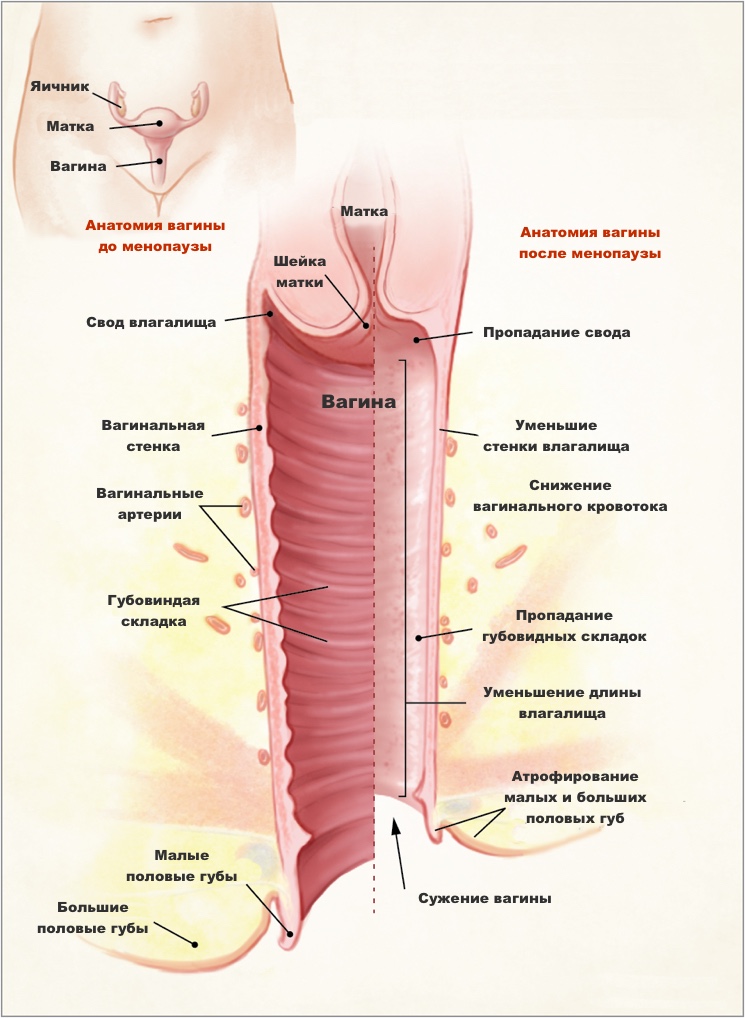 Анатомия вагины до и после менопаузы