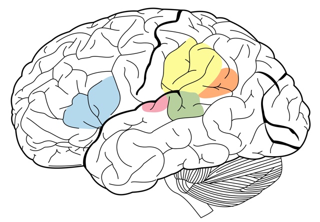 Области мозга отвечающие за языковые навыки