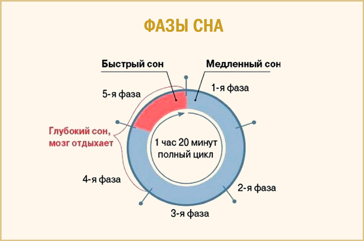 Фаза быстрого сна: что такое REM-сон и зачем он нам нужен - Science Debate