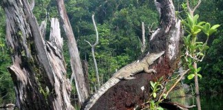 Крокодил греется забравшись на страрое дерево