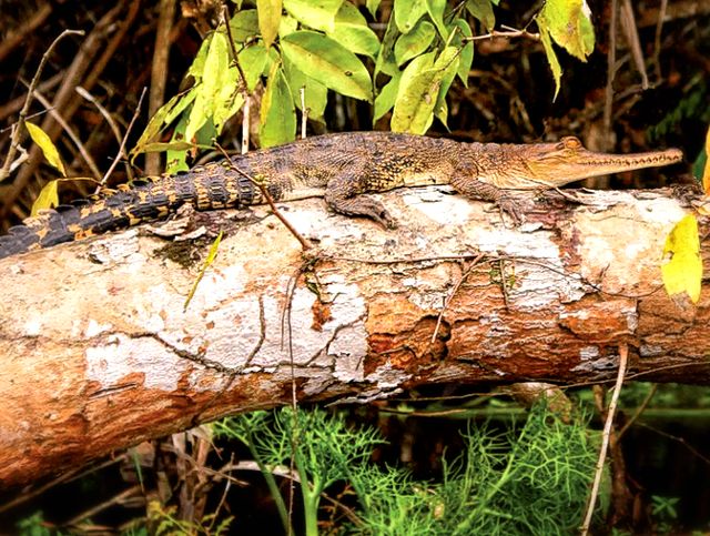 Индийский крокодил на дереве