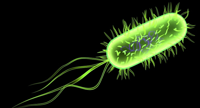Бактерия E.coli