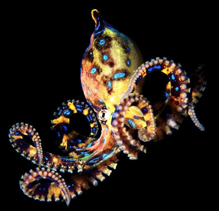 Синекольчатые осьминоги - Hapalochlaena lunulata