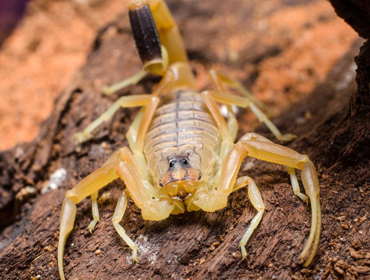 Самый ядовитый скорпион Leiurus quinquestriatus
