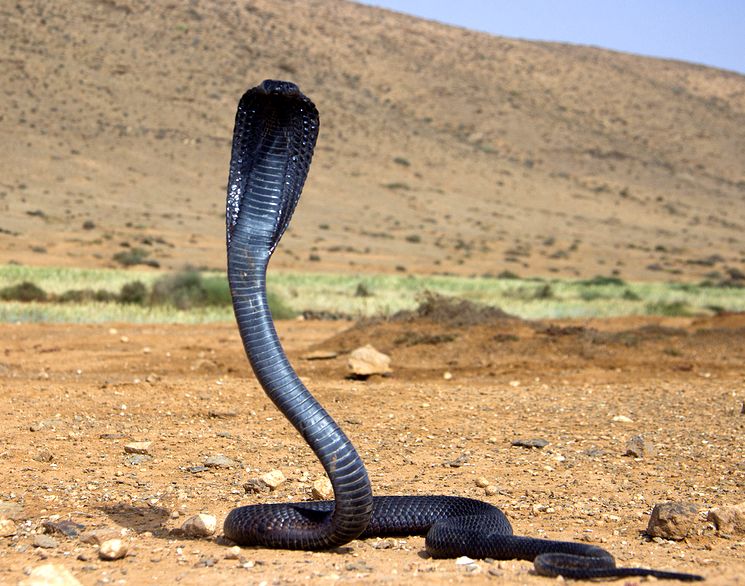 Ядовитая Египетская кобра - Naja haje