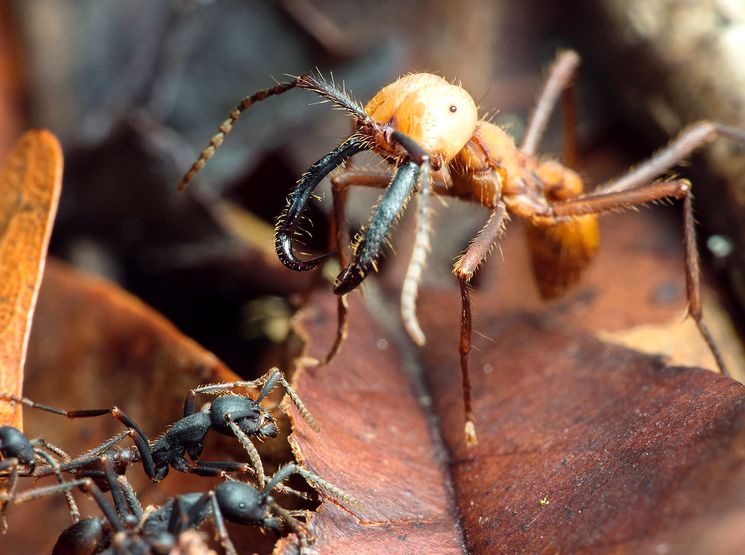 Кочевой или Армейский муравей (Eciton burchellii)