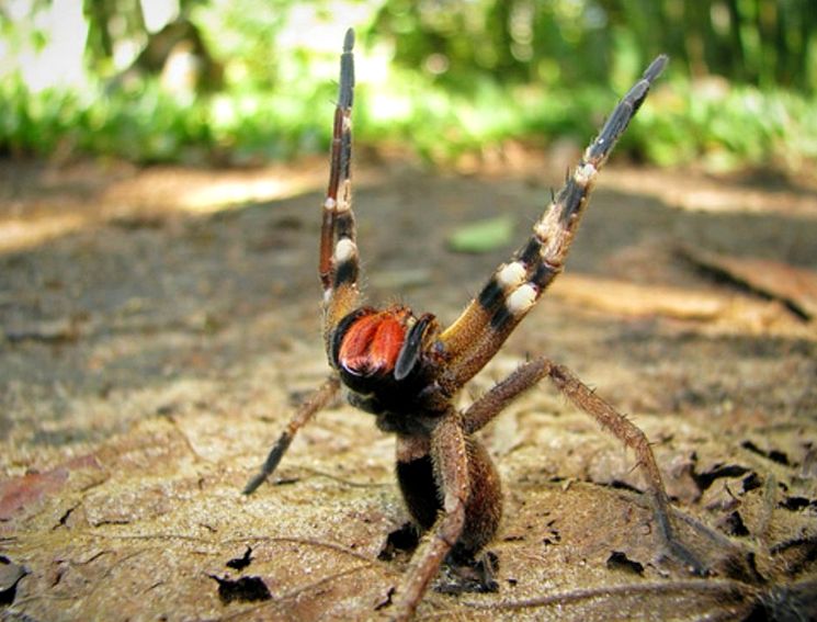 Ядовитый странствующий паук (Phoneutria)