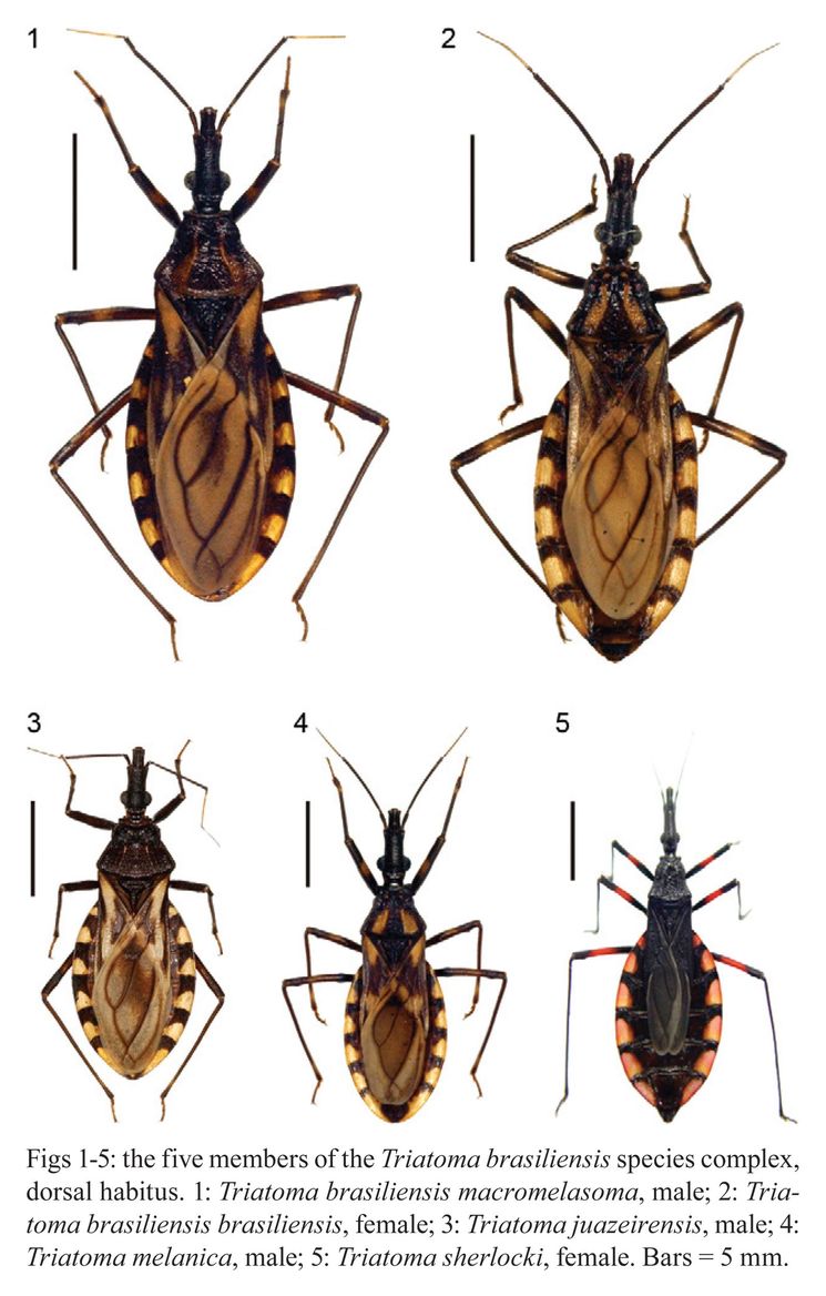 Целующийся жук Triatominae - опасен для человека