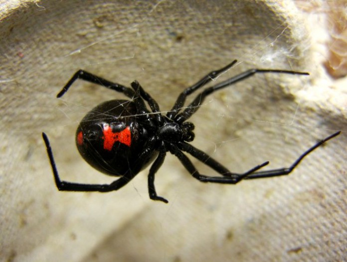 Чёрная вдова (Latrodectus mactans)