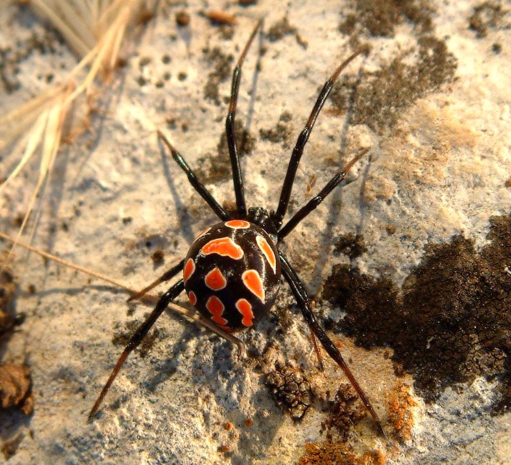 Каракурт - степная вдова (Latrodectus tredecimguttatus)
