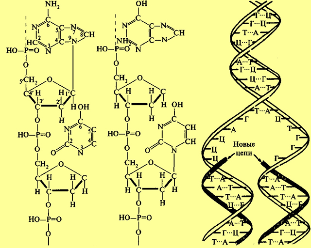 Репликация ДНК и часть цепи молекулы ДНК