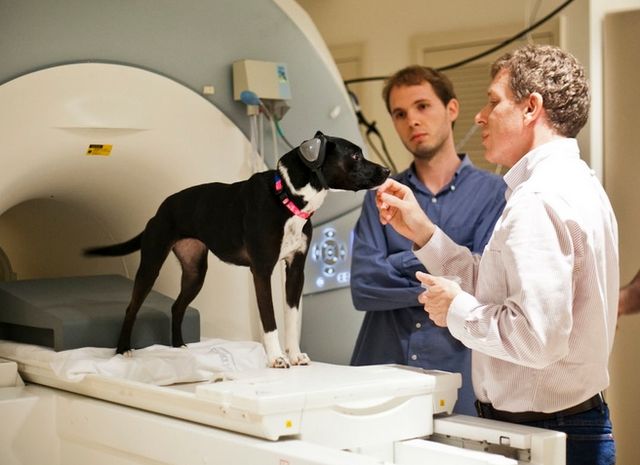 Экперимент понимания речи собакой