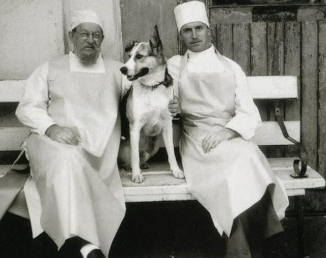 Собачье сердце Булгакова