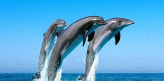 Умеют ли дельфины говорить