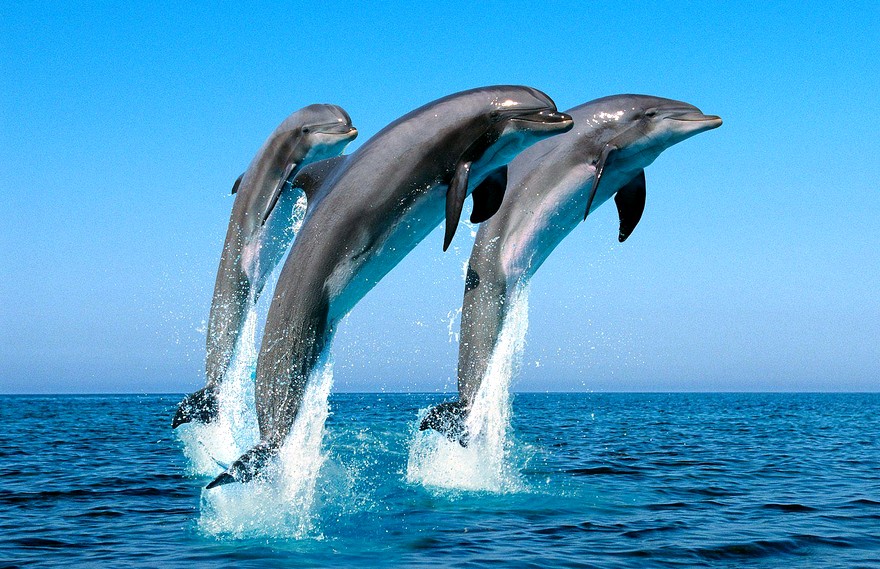 Умеют ли дельфины говорить