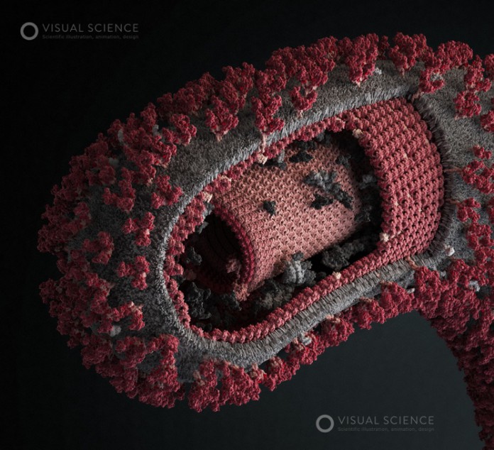 Ebola Virus - вирус лихорадки Эбола