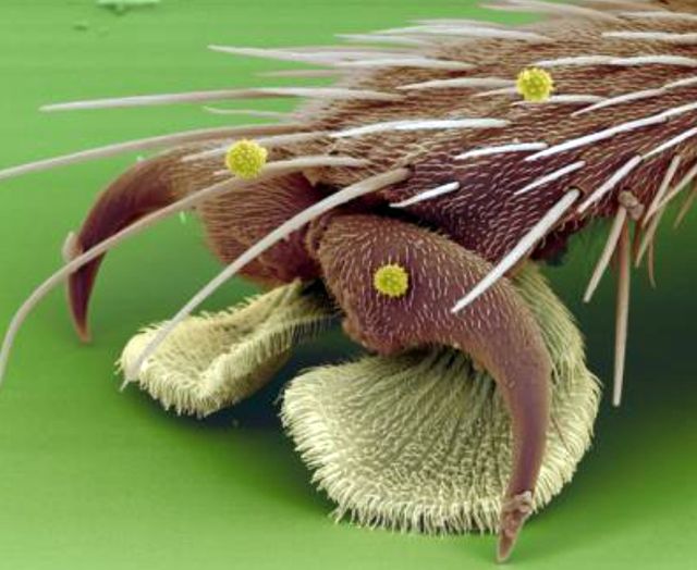 Лапка мухи под увеличением Лапка мухи под увеличением