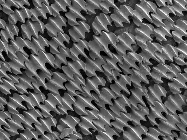 Поверхность акульей кожи под увеличением Поверхность акульей кожи под увеличением