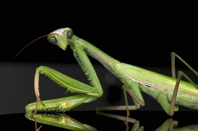 Богомол европейский, фото