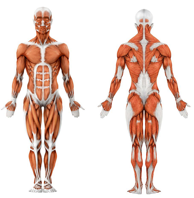 Мышцы будущего человека
