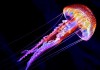 Уникальные светящиеся медузы