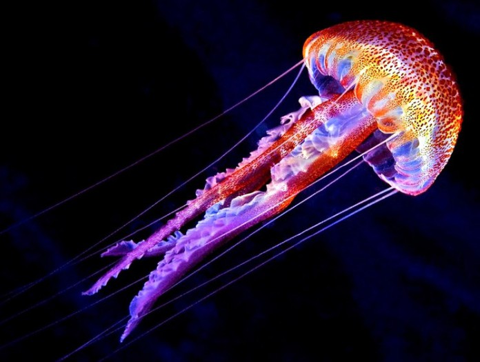 Уникальные светящиеся медузы