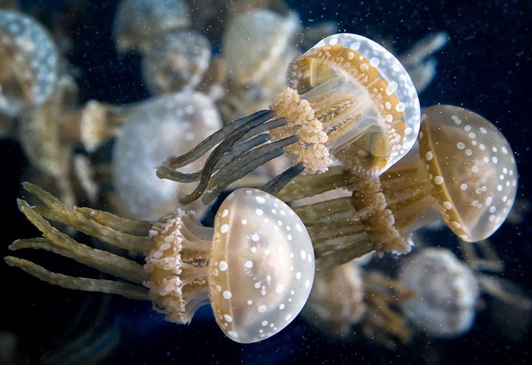 Факты о медузах