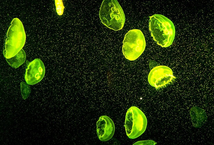 Необычные светящиеся медузы