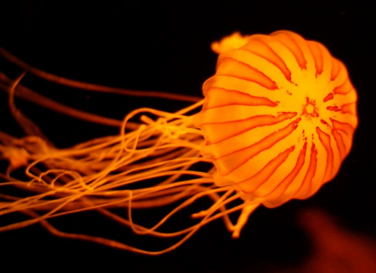 Удивительные светящиеся медузы