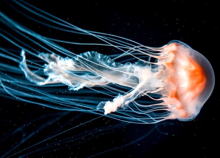Познавательные факты о медузах