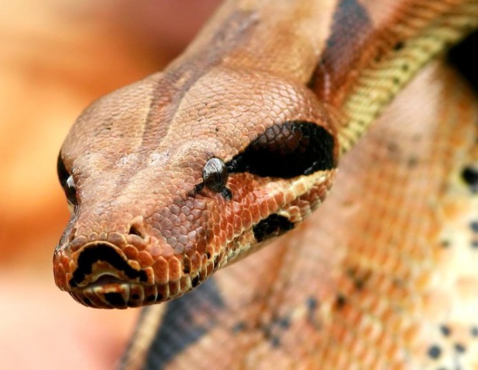 Любопытные факты о питонах