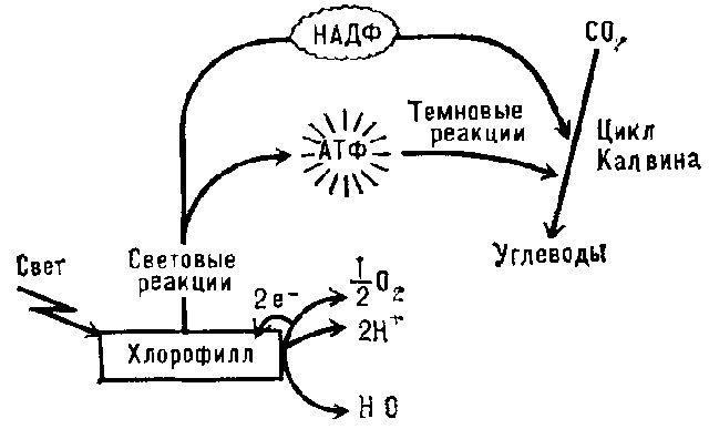 принцип фотосинтеза