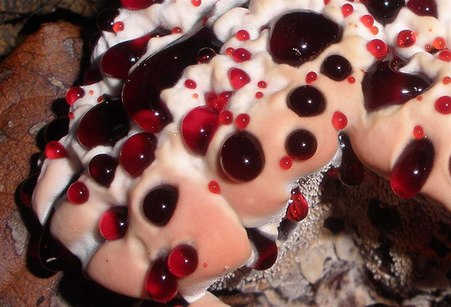 кровоточащий зуб