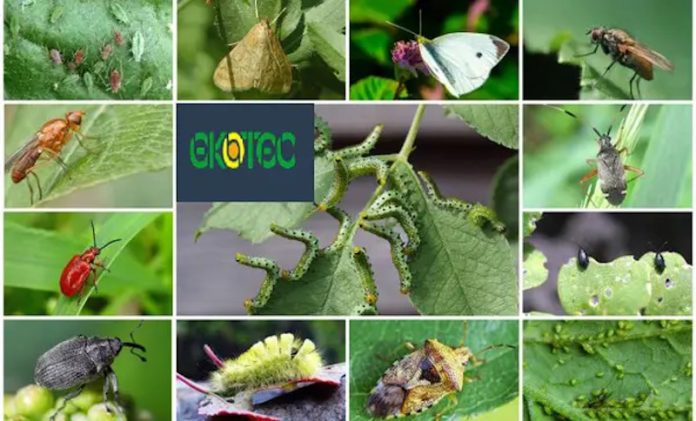 вредители в теплице