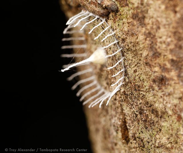 Неизвестное насекомое окружает свою кладку забором из паутины