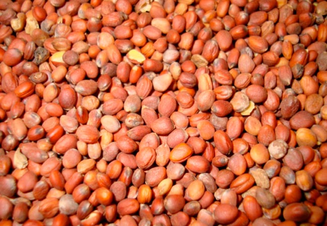 Лучшие сорта цветов и овощей. Почему вы должны купить семена Лучшие сорта цветов и овощей. Почему вы должны купить семена