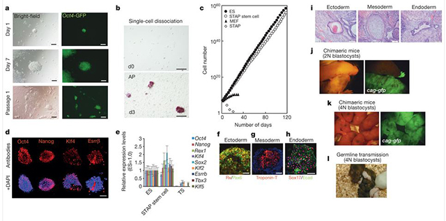 Процес превращения клетки