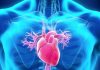 Коллатерали - сердечные резервные артерии и их развитие