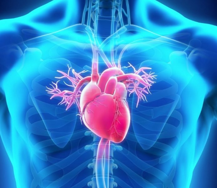 Коллатерали - сердечные резервные артерии и их развитие