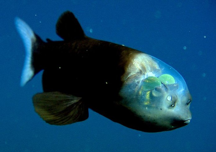 Рыба с прозрачной головой - Малоротая макропинна