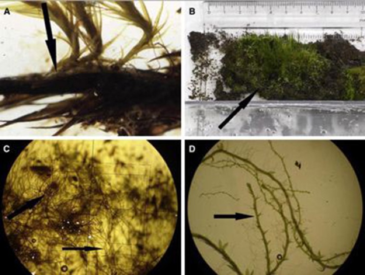 Мхи Chorisodontium aciphyllum