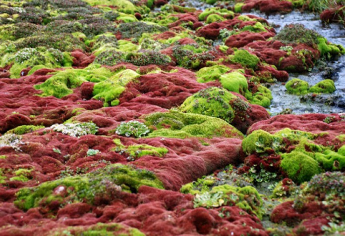 Мох времен Короля Артура